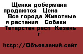 Щенки добермана  продаются › Цена ­ 45 000 - Все города Животные и растения » Собаки   . Татарстан респ.,Казань г.